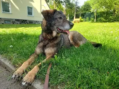 Azia – Hund – Bild 2