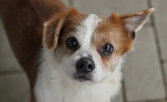 Theo -  - Bild 4