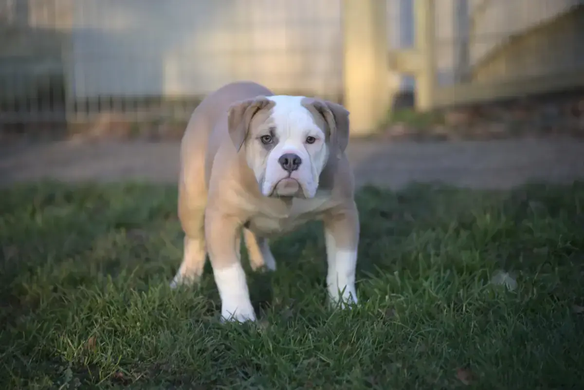 Arthur - Englische Bulldogge - Bild 2