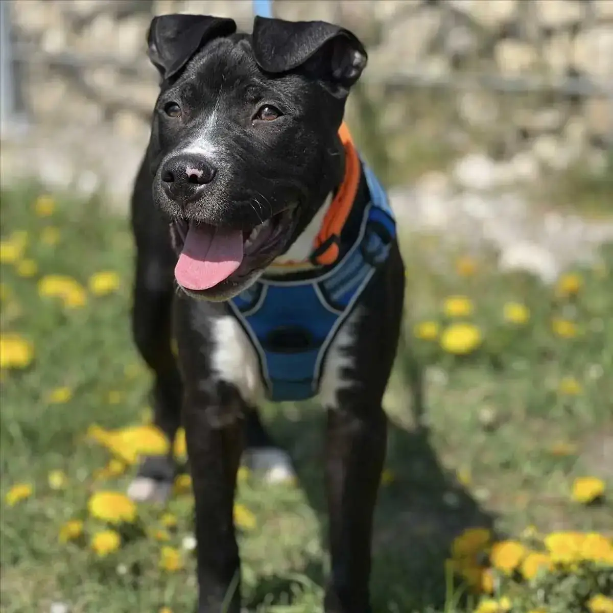 MONACO - American Staffordshire Terrier - Bild 2