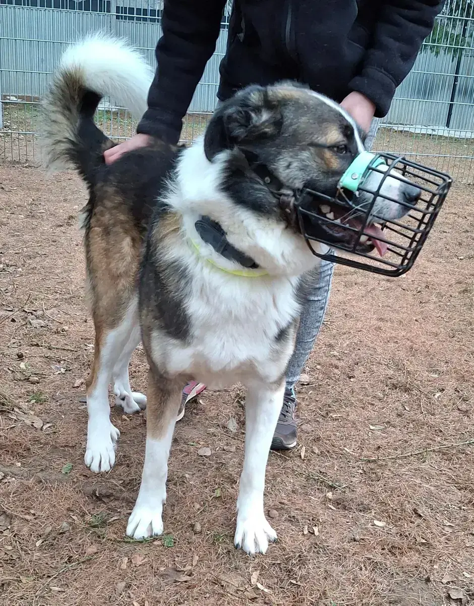 Lennart (Lenny) – Französischer Vorstehhund, Typus Pyrenäen – Bild 6