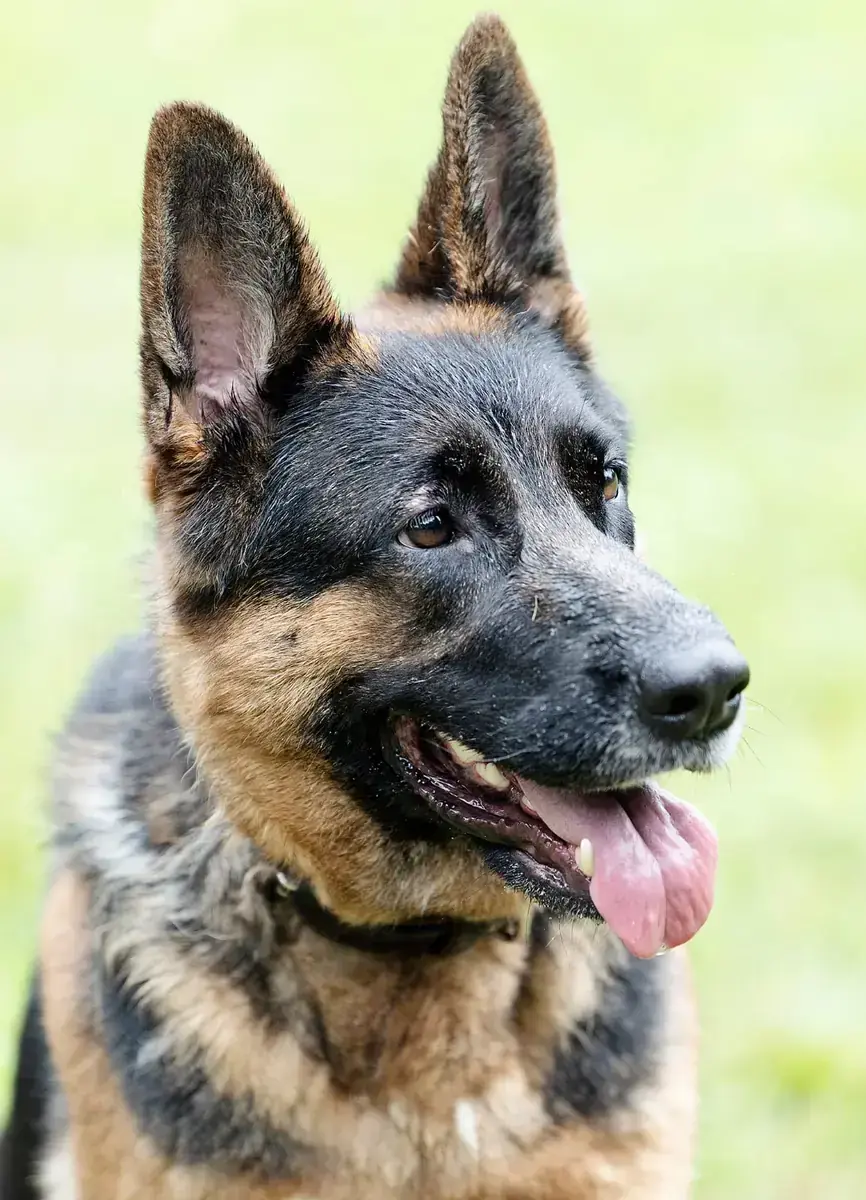 Zwiebel - Deutscher Schäferhund - Bild 1