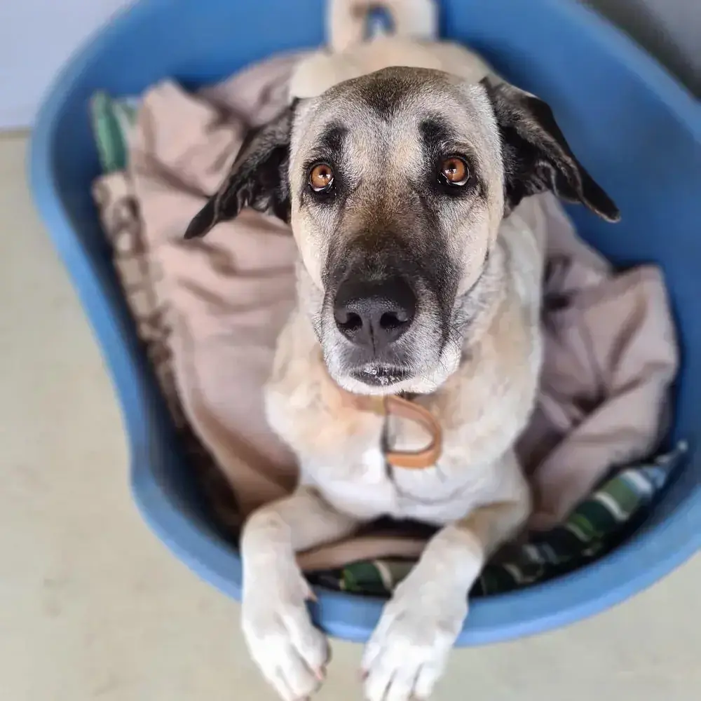 Kangal-Hirtenhund Ronja