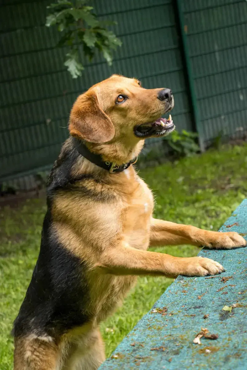 Balu - Deutscher Schäferhund, Beagle - Bild 3