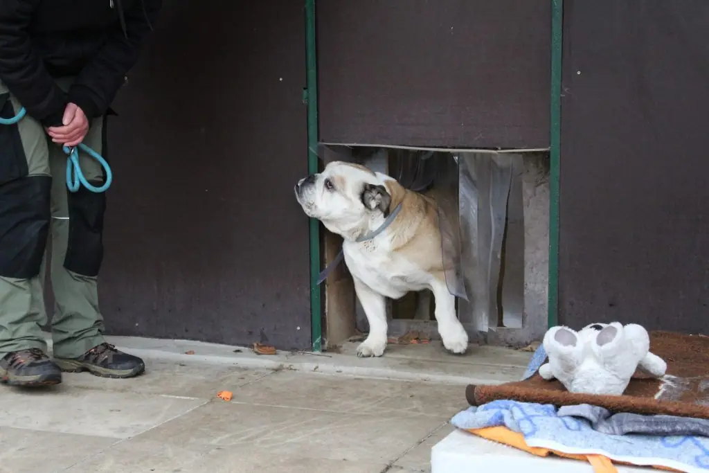 Duke -  - Bild 2