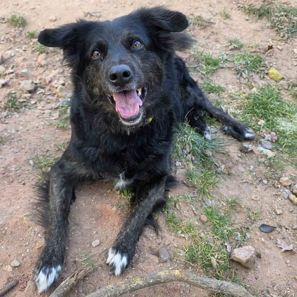 Mia - Border Collie - Bild 1