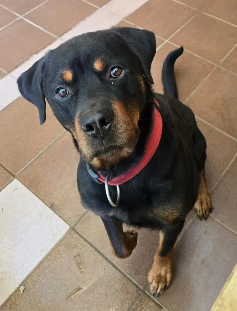 Lennox - Rottweiler - Bild 1
