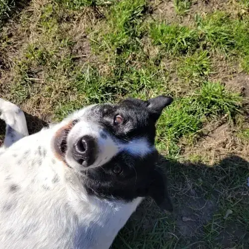 Rudi -  - Bild 2