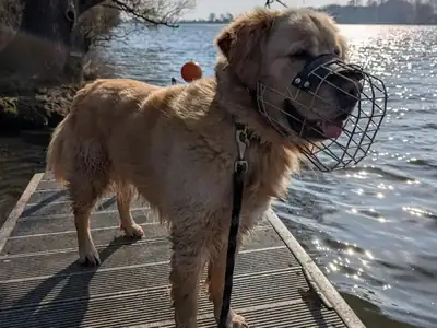 Lord – Golden Retriever – Bild 3