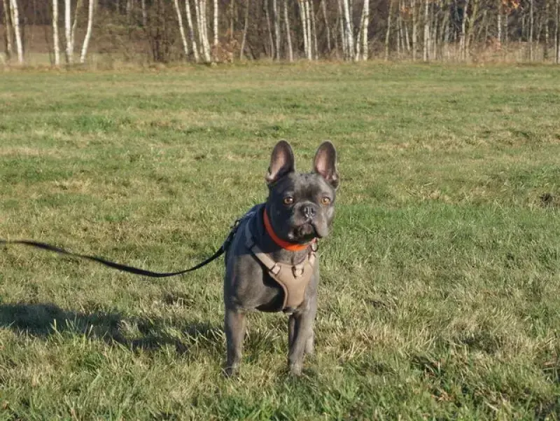 Cooper -  - Bild 5