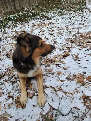 Rocky – Mischling – Bild 5