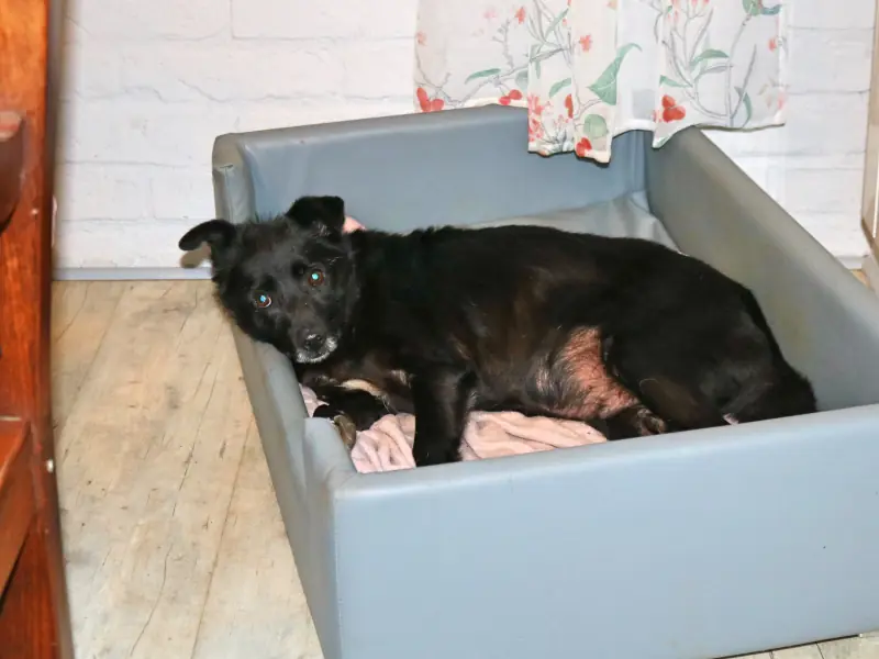 Pety -  - Bild 9