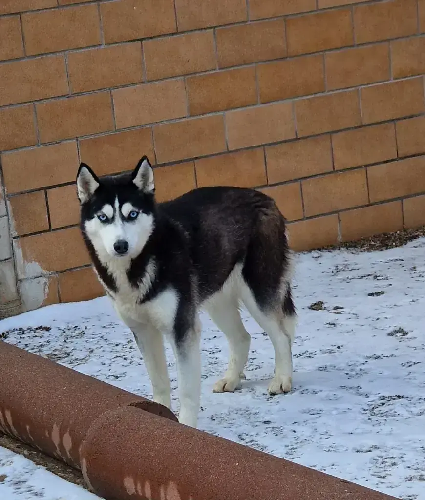 Najad – Siberian Husky – Bild 3