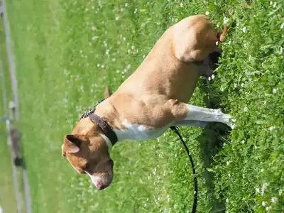 Chapo – Hund – Bild 4