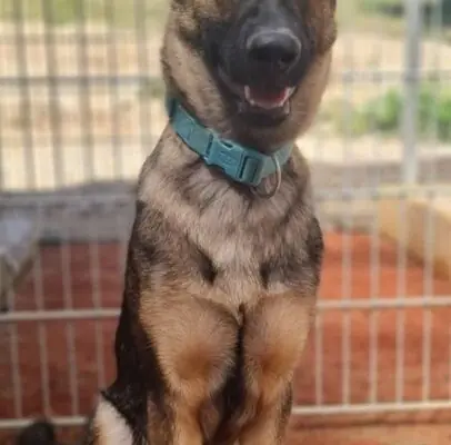Frieda - Deutscher Schäferhund - Bild 1