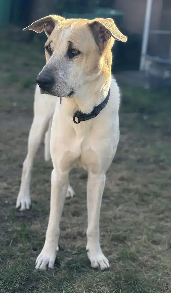 Oscar -  - Bild 5
