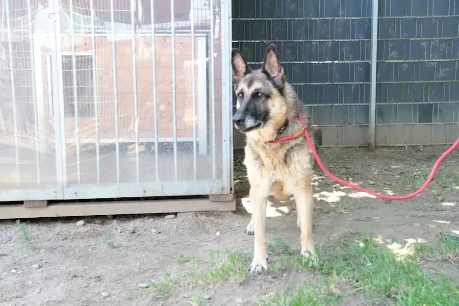 Henry - Deutscher Schäferhund - Bild 6