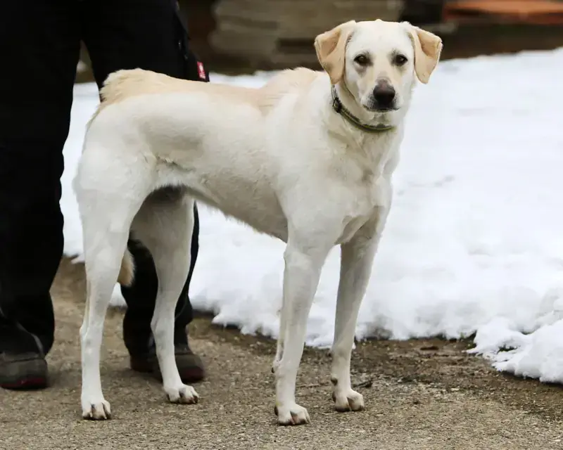 Nelly - Labrador Retriever - Bild 2