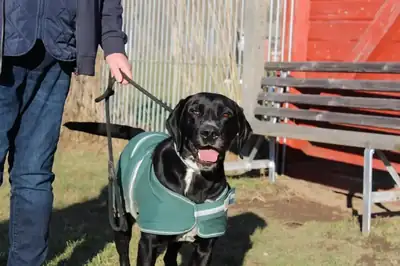 Percy – Dalmatiner, Labrador Retriever – Bild 3