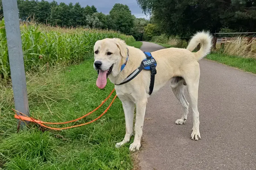Kangal-Hirtenhund Sero