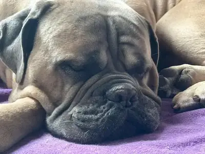 Byron – Cane Corso Italiano – Bild 2