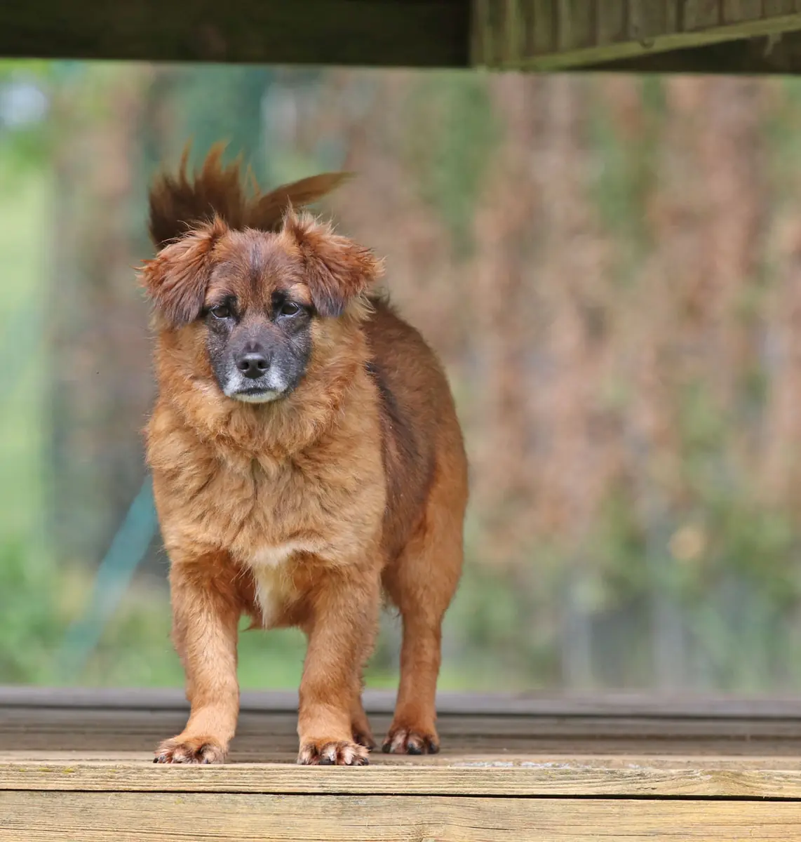 Gino -  - Bild 5