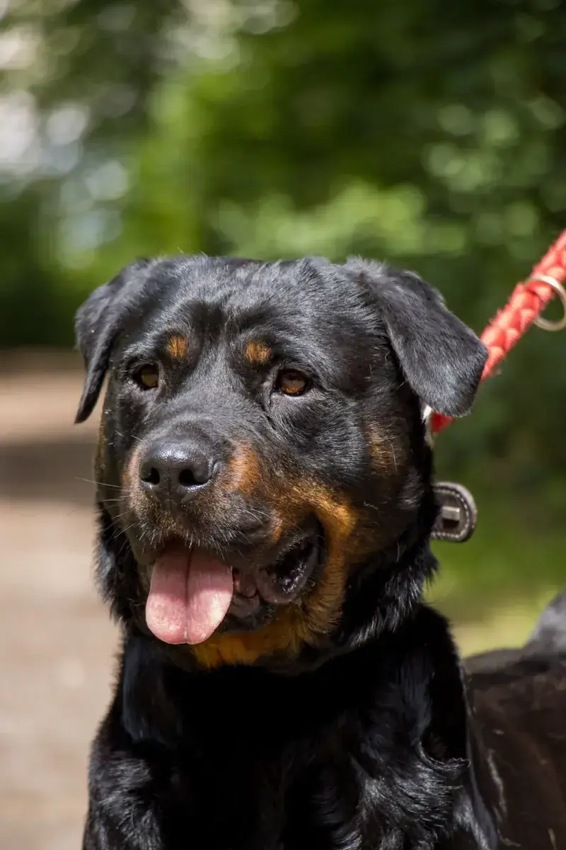 Oxana - Rottweiler - Bild 7