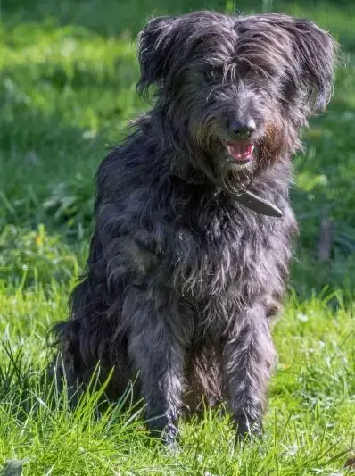 Bobby -  - Bild 1