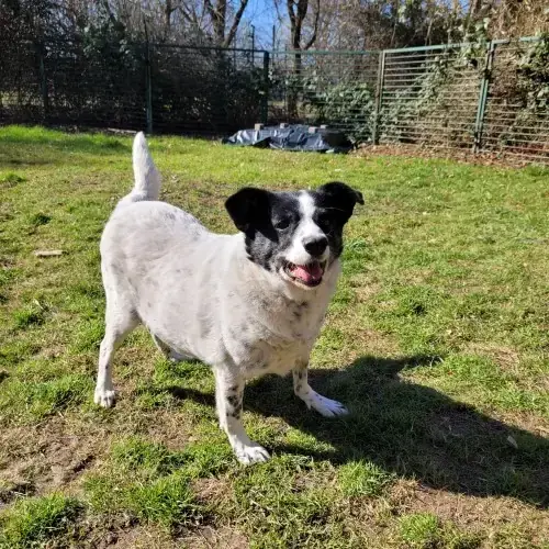 Rudi -  - Bild 1