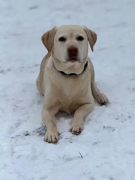 Merry - Labrador Retriever - Bild 3