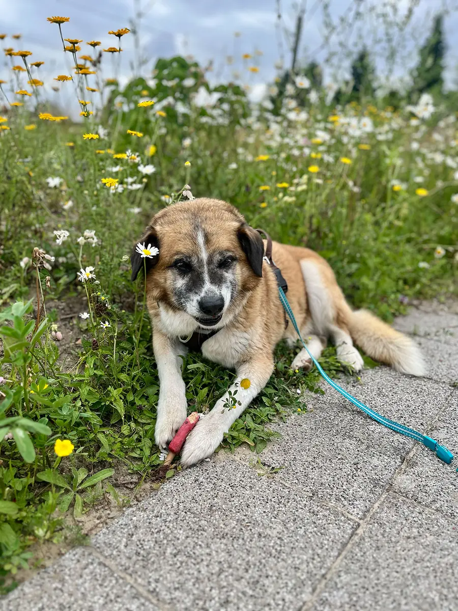 Loui -  - Bild 41