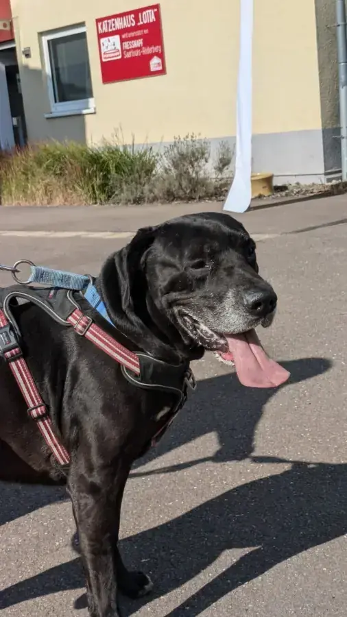 Jackson -  - Bild 4