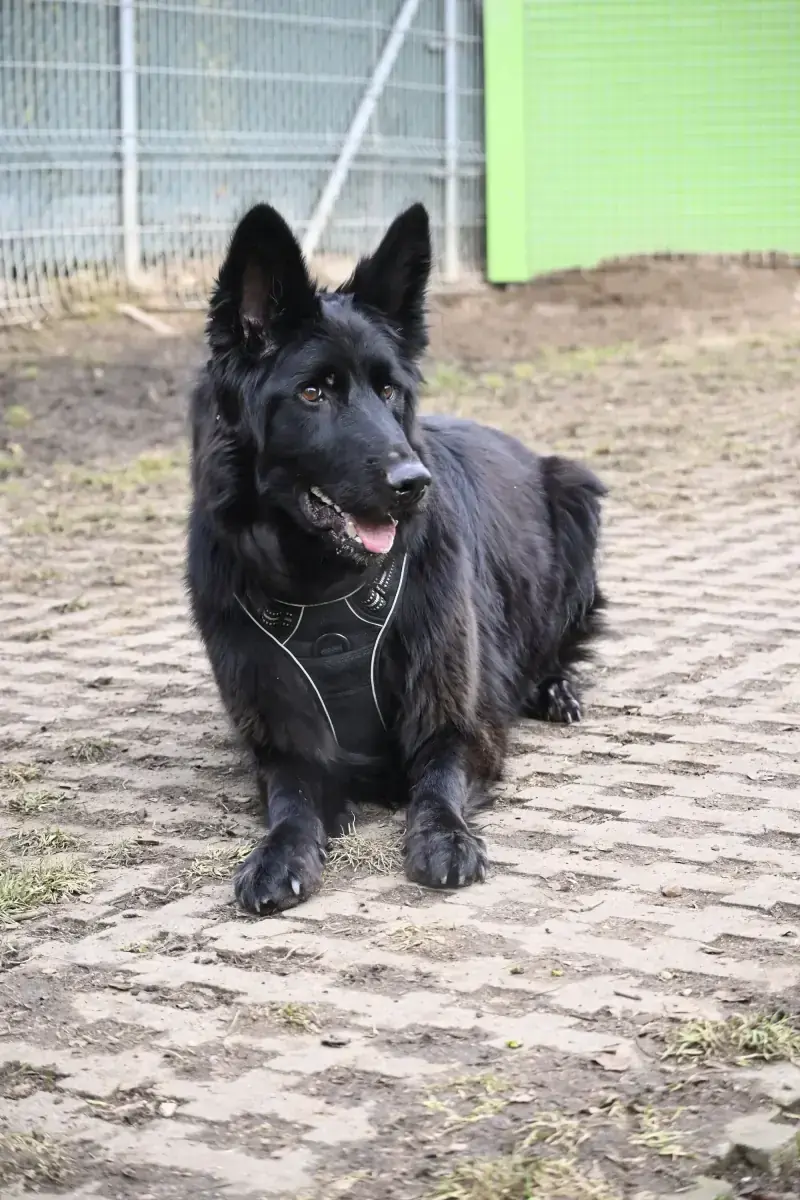 Wolly - Deutscher Schäferhund - Bild 2