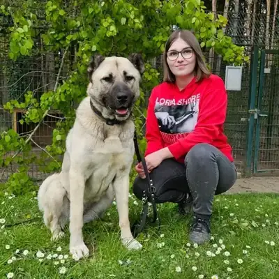 Berta – Kangal-Hirtenhund – Bild 6
