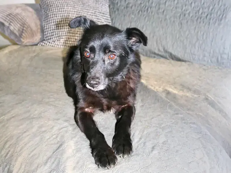 Pety -  - Bild 5