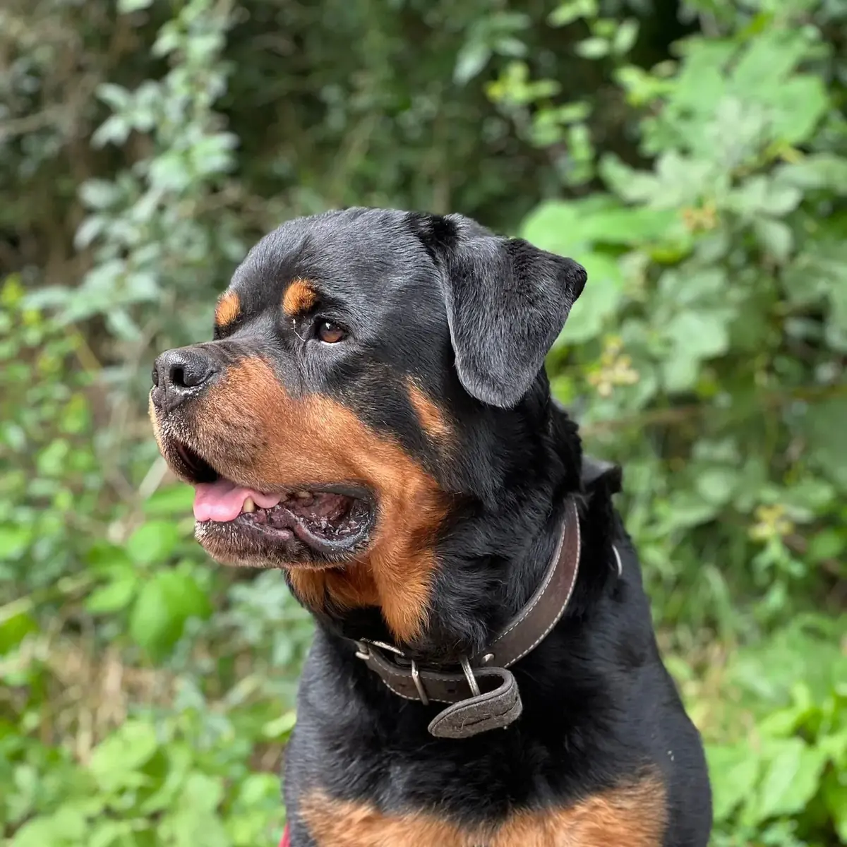 Diego - Rottweiler - Bild 1