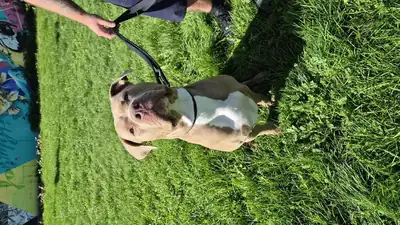 Biggie – Hund – Bild 6