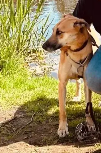 Mina - Deutscher Schäferhund - Bild 1