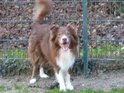 Rocko – Hund – Bild 3