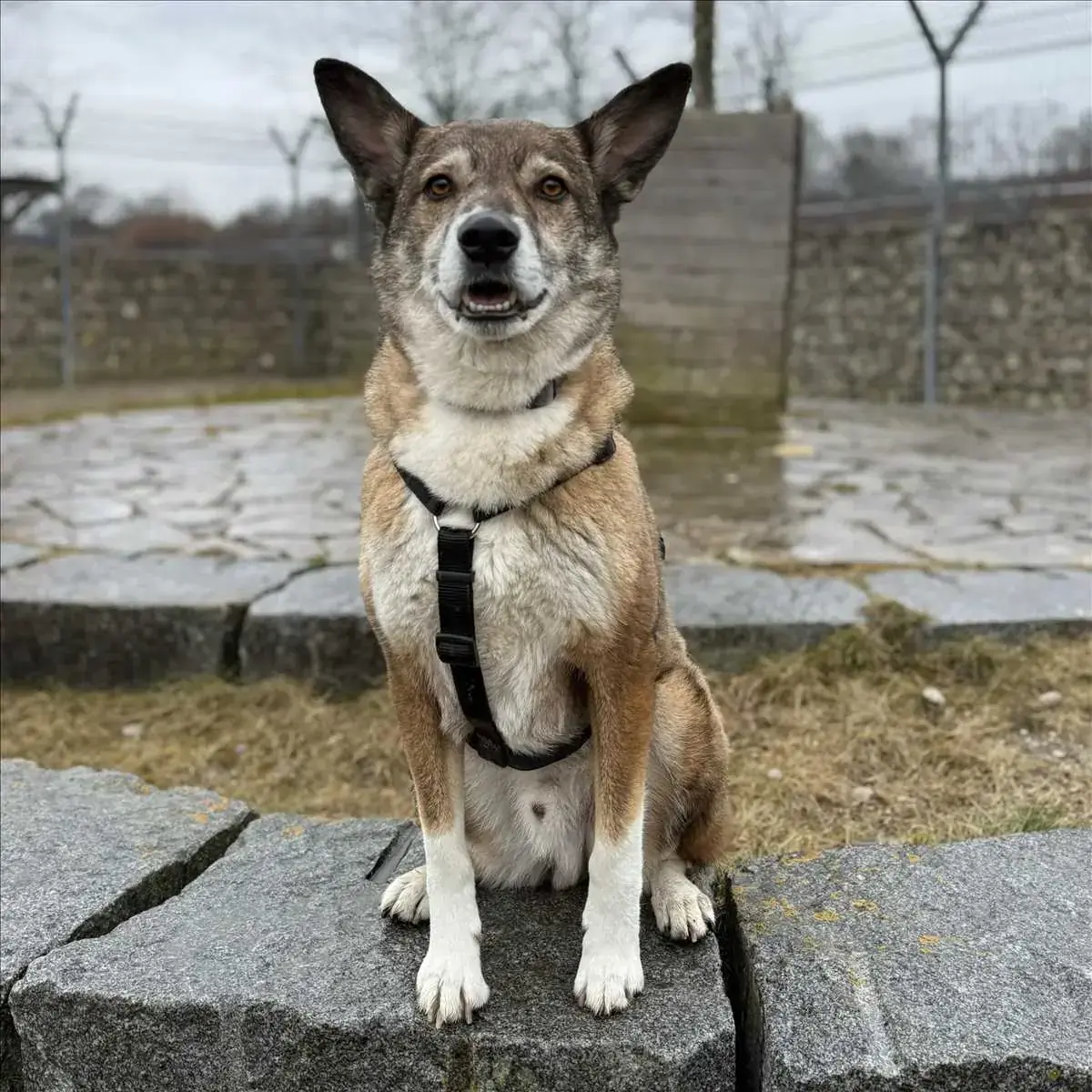 WILLY - Deutscher Schäferhund - Bild 2