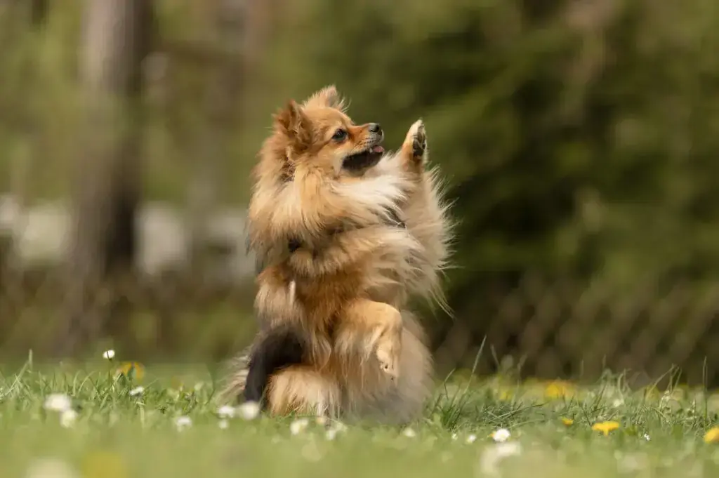Ronja -  - Bild 1
