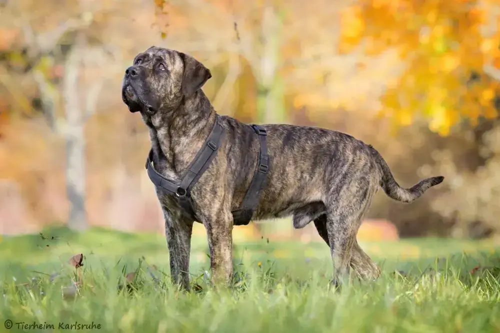 Mütze - Dogo Canario - Bild 2