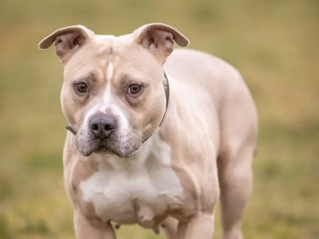 Kiba - American Staffordshire Terrier - Bild 1