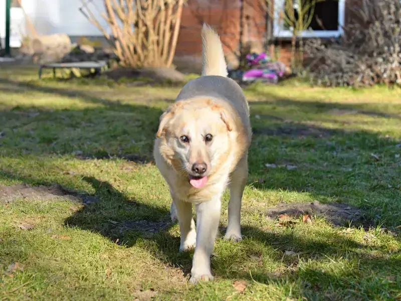 Nestor – Labrador Retriever – Bild 3