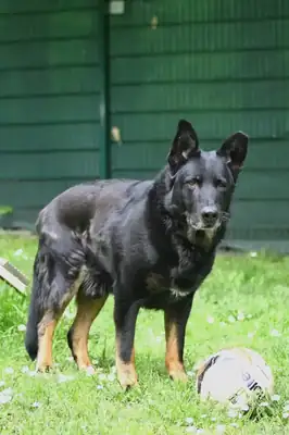 Bonzo – Deutscher Schäferhund – Bild 8