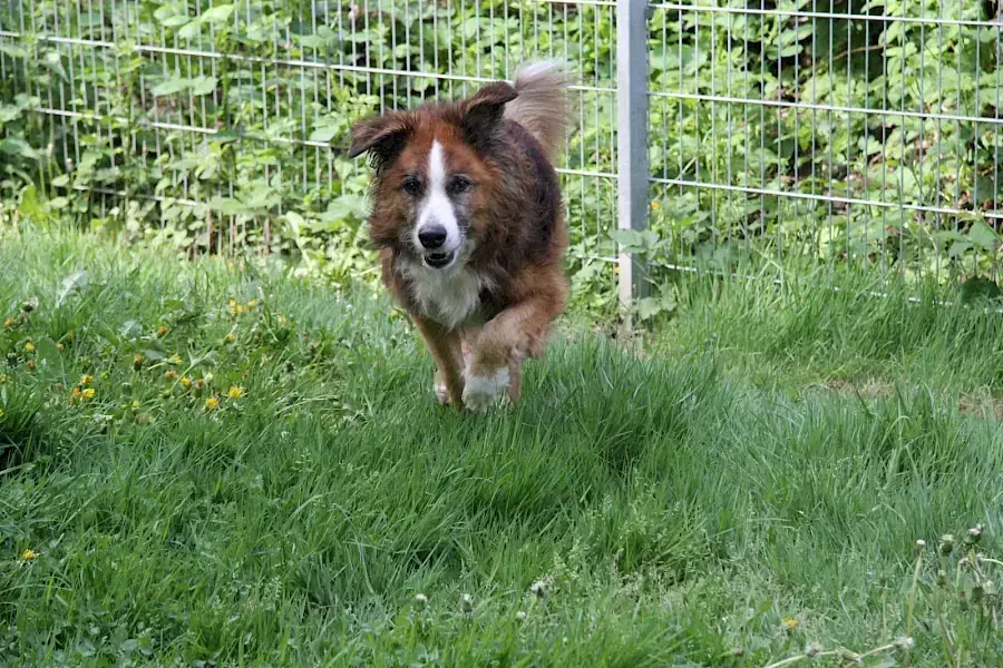 Sparky -  - Bild 6
