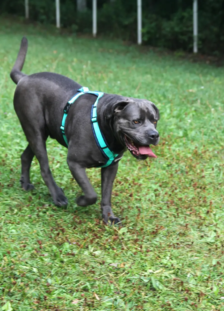 Gino -  - Bild 2