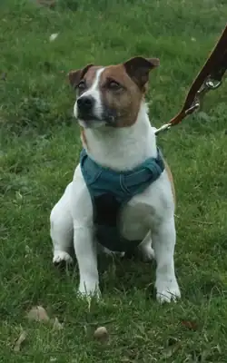 Pulce – Hund – Bild 2
