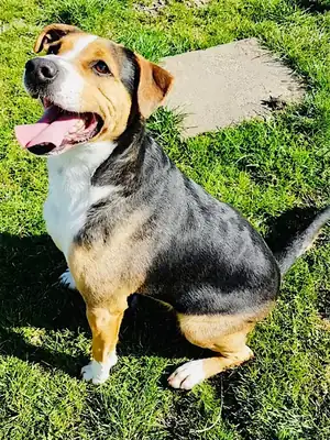 Aro – Appenzeller Sennenhund – Bild 25