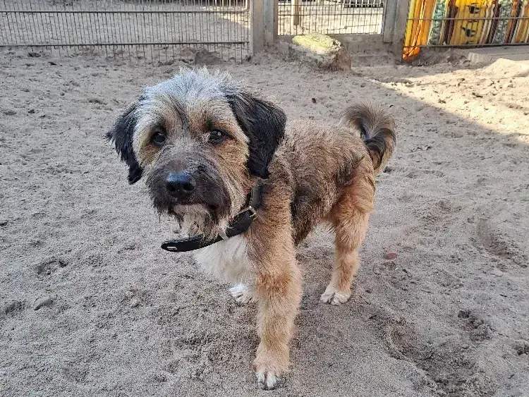 Milo -  - Bild 1